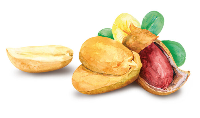 Classic Peanut Milky Compound - Image 3